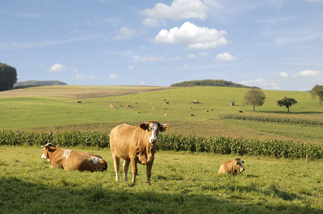 Odenwald